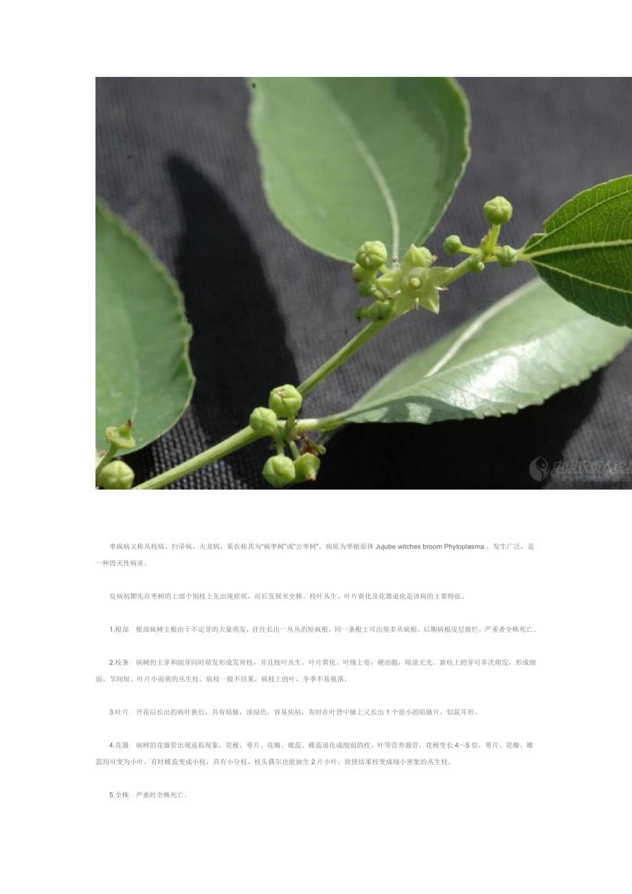 枣树常见病虫害及治疗方法(图)_第2页