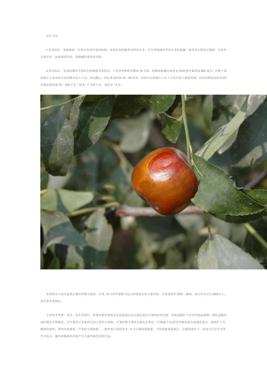 枣树常见病虫害及治疗方法(图)_第3页