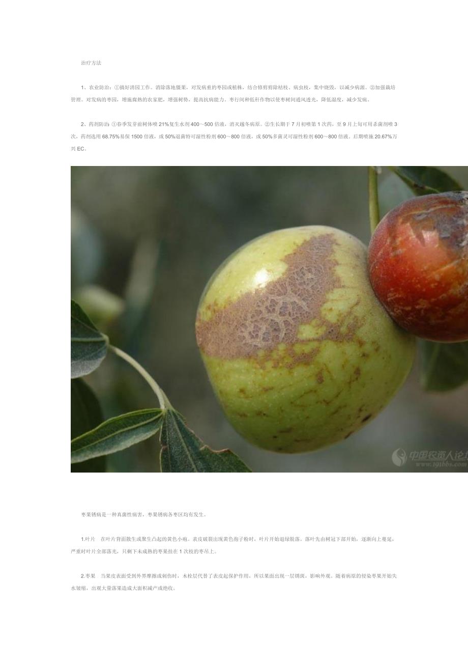 枣树常见病虫害及治疗方法(图)_第4页