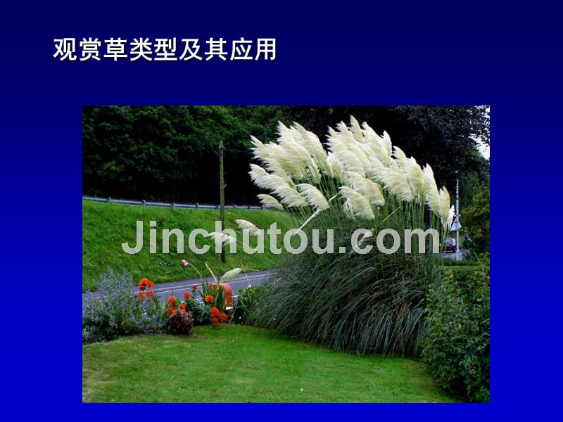 上海地区适宜的观赏草草坪的类型_第1页