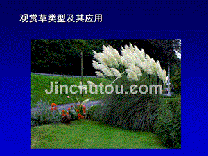 上海地区适宜的观赏草草坪的类型