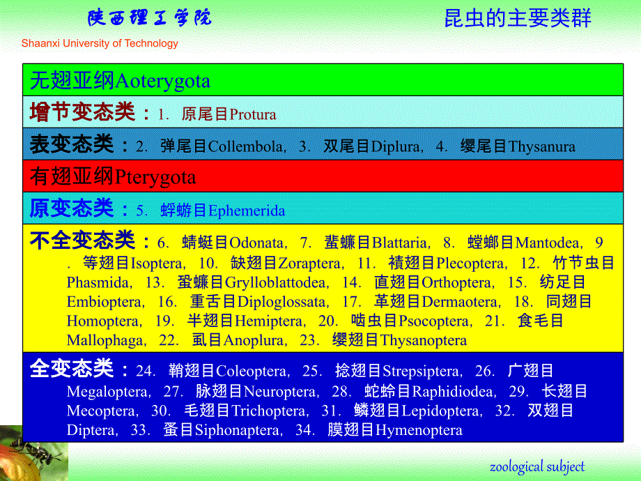 资源昆虫学-昆虫的主要类群_第1页