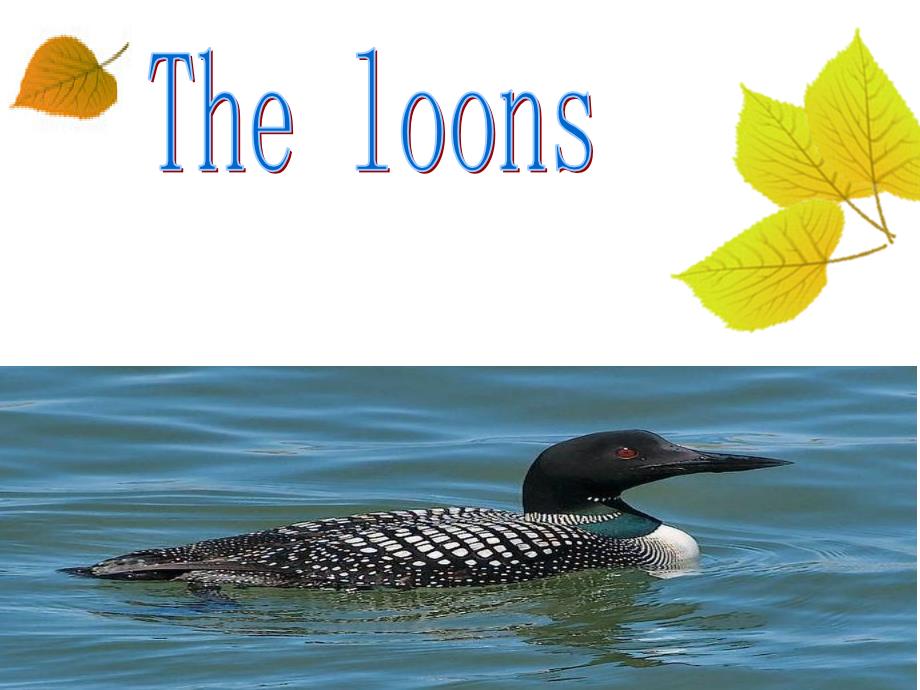 高英课文the loons(潜鸟)英文ppt_第1页