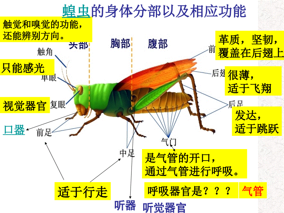 苏科版生物七下第12章空中的生物第2节昆虫_第4页