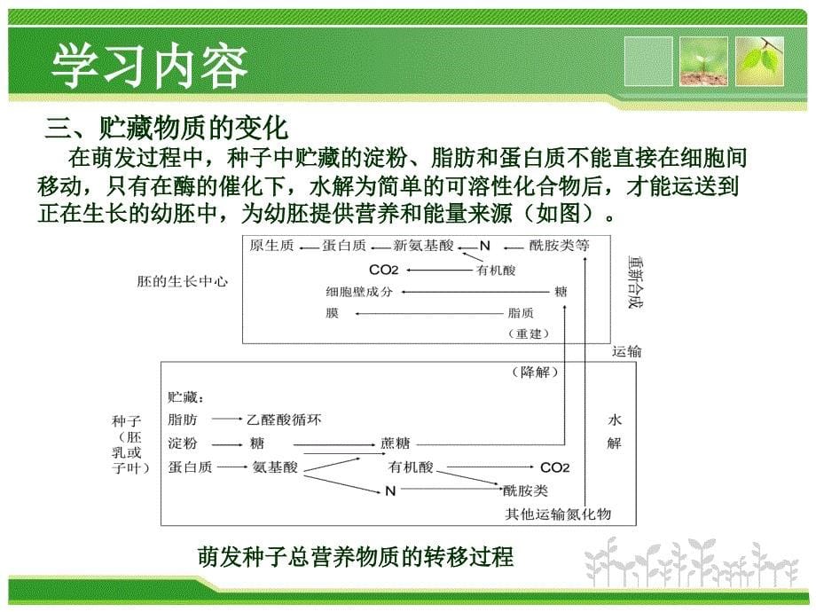 种子休眠与萌发 zykc201130_7_8_3_2创新杯说课大赛国赛说课课件_第5页