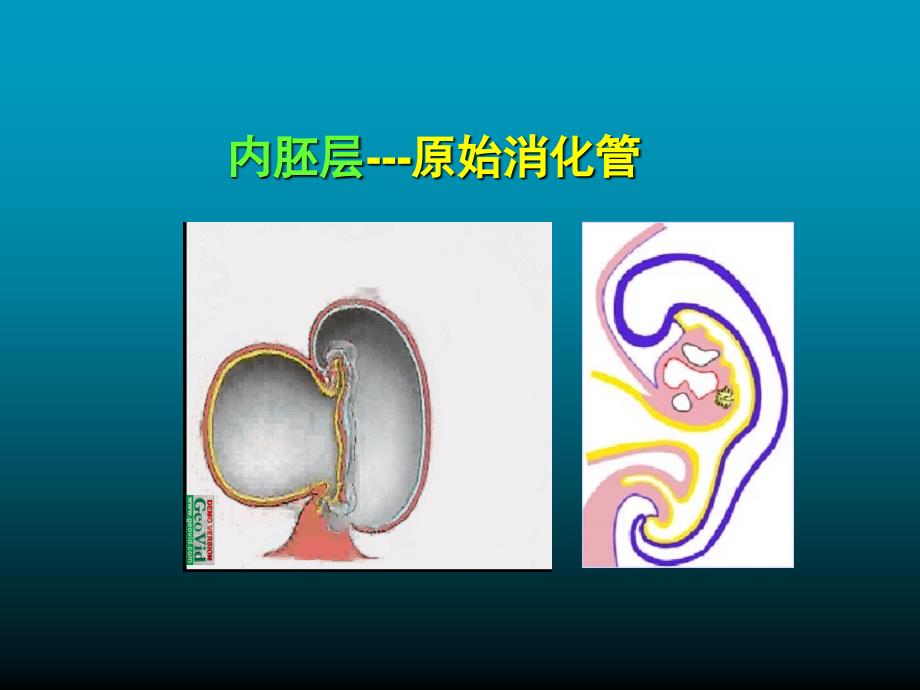 组织学与胚胎学-消化系统发生(精品课件)_第3页