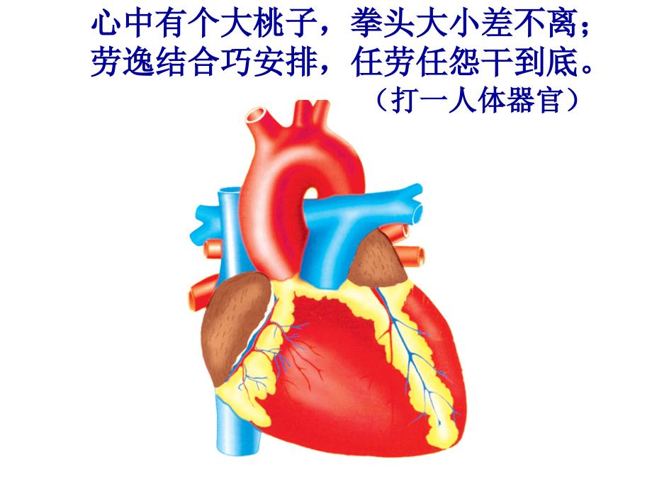 心脏的结构和功能 (2)_第1页