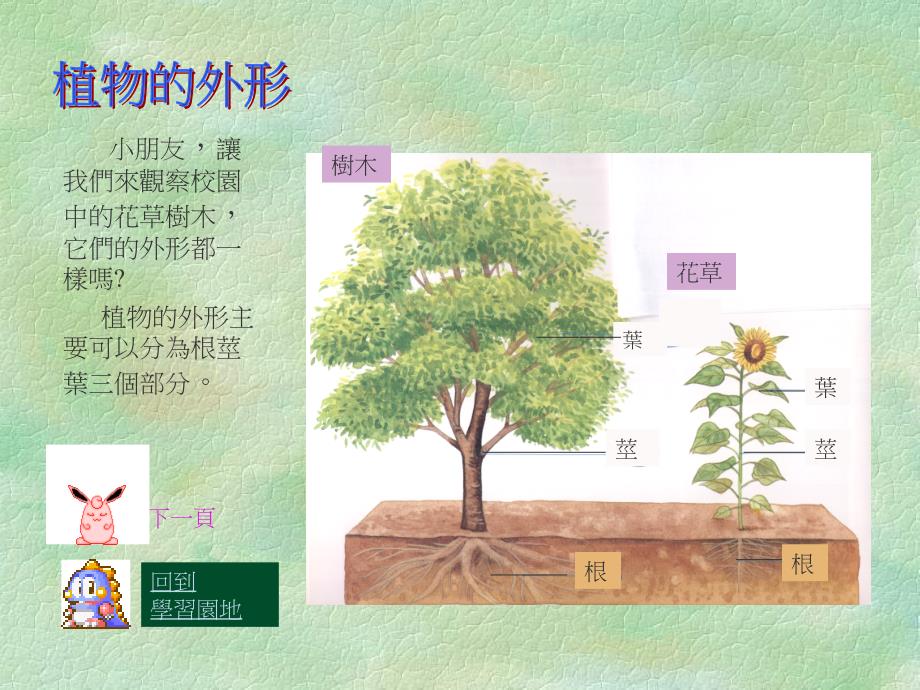 植物的外形植物的根植物的茎植物的叶植物的花_第4页