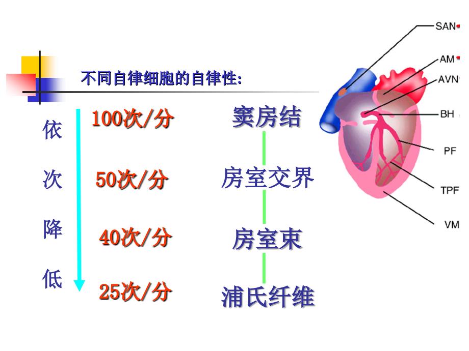 第4篇 血液循环 心肌细胞生理特性_第3页