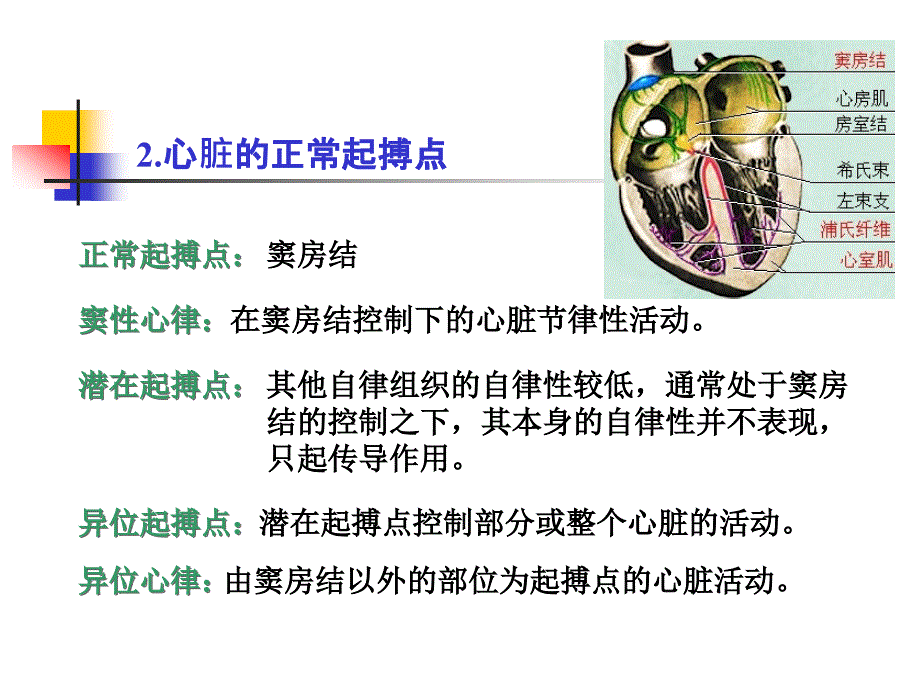 第4篇 血液循环 心肌细胞生理特性_第4页