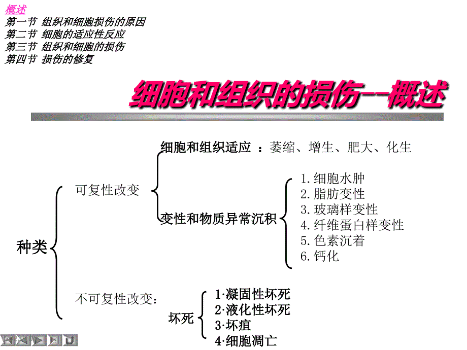 第2章 细胞和组织的损伤与修复_第2页