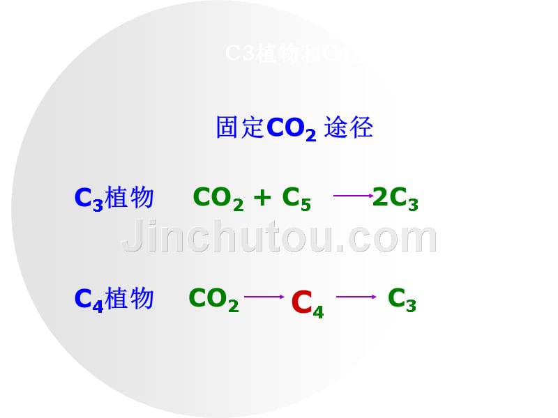 c3植物和c4植物及光呼吸_第2页