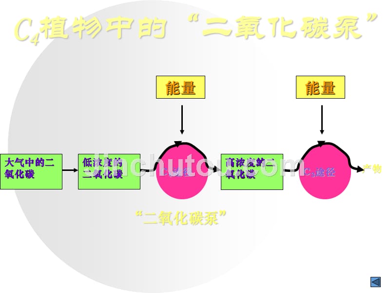 c3植物和c4植物及光呼吸_第3页