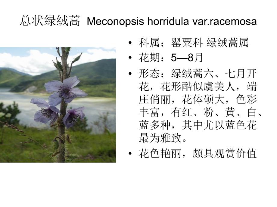 常见三百种植物大全_第2页