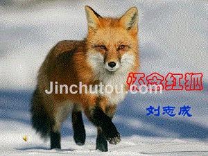 怀念红狐(白蒲中学市级公开课)