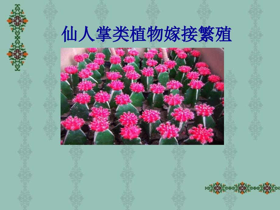 园林花卉-电子教案-郭淑英 2.项目二 花卉育苗 任务二 仙人掌植物嫁接_第1页