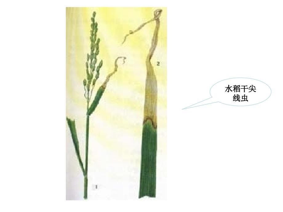 实验八-植物病原线虫和寄生性种子植物及其所致病害的观察_第5页