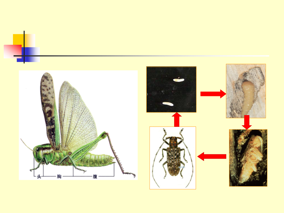 园艺植物病虫害防治 教学课件 ppt 作者 佘德松 第2部分园艺植物昆虫基础_第3页