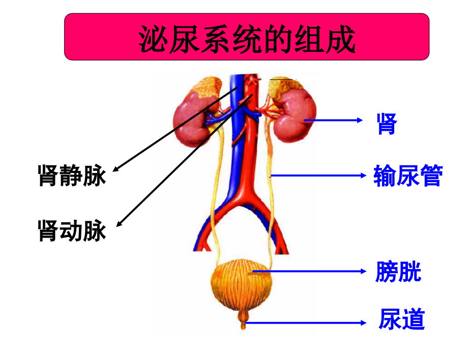 初中生物专题五：泌尿_第3页