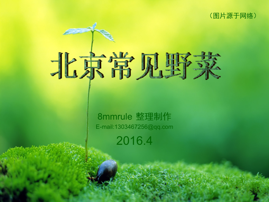 北京常见野菜_第1页