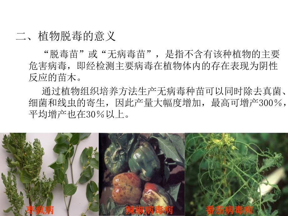 植物组织培养-电子教案-郑永娟 第三章植物脱毒技术_第3页