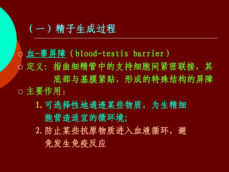 (一)精子的生成过程_第4页