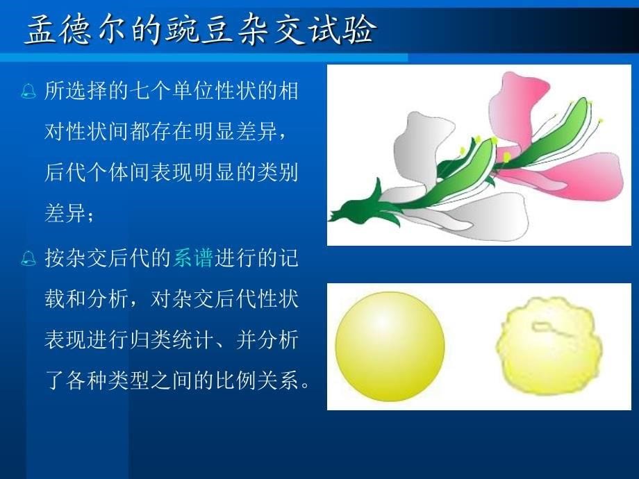 医学遗传学   第三章第一节分离规律_第5页