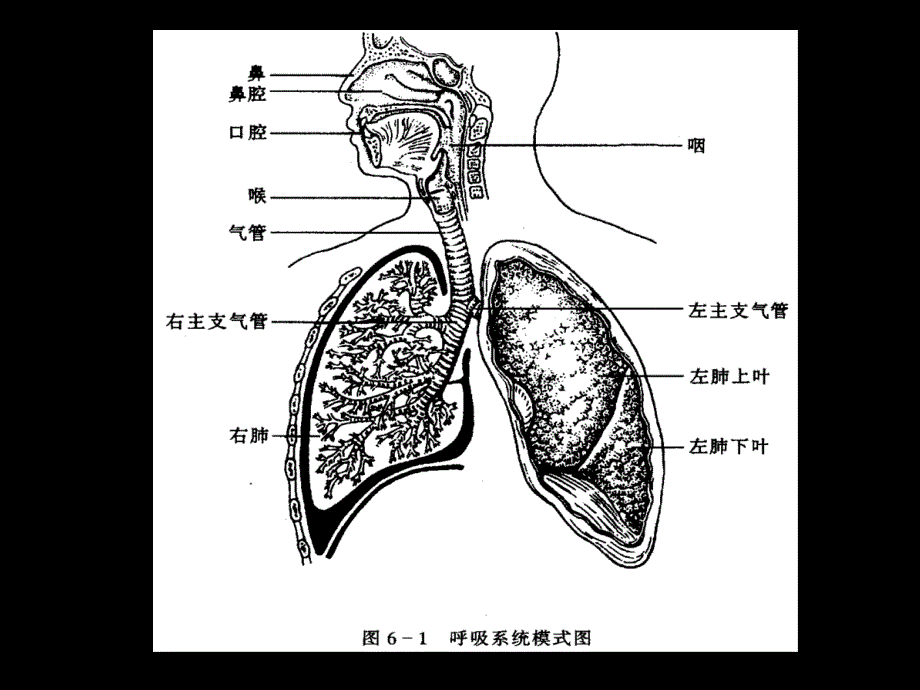 呼吸系统(新)._第2页