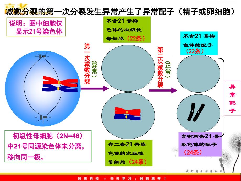 21三体综合征病因_第2页