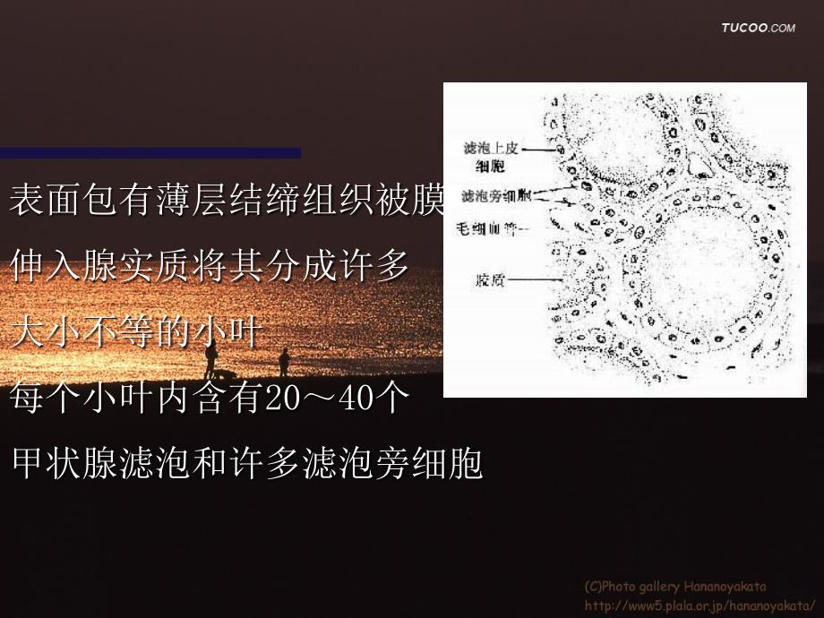 在颈部前下方_第4页