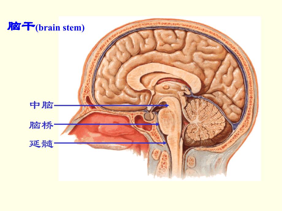 脑干(解剖)_第2页