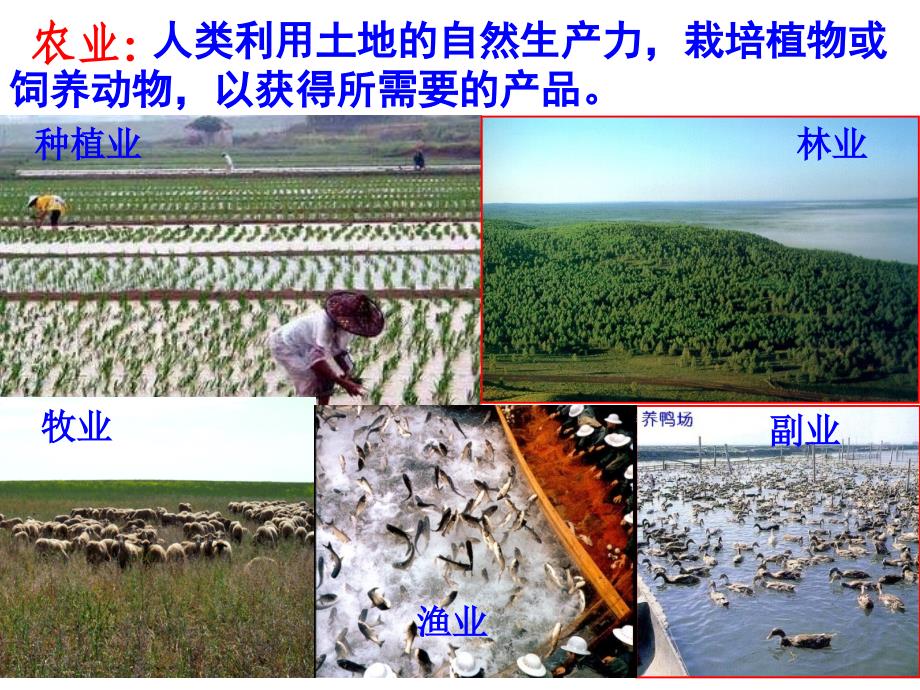 区域地理-中国的农业(公开课)_第2页