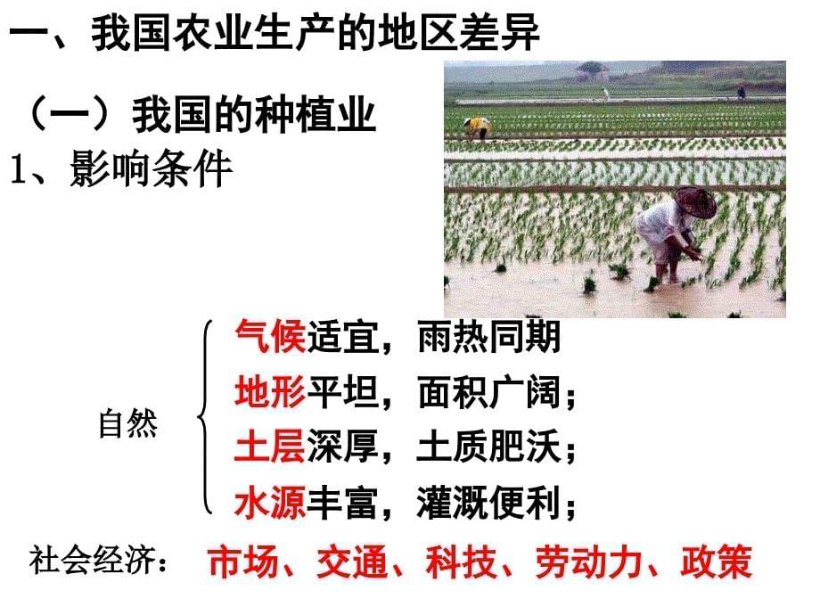 区域地理-中国的农业(公开课)_第5页
