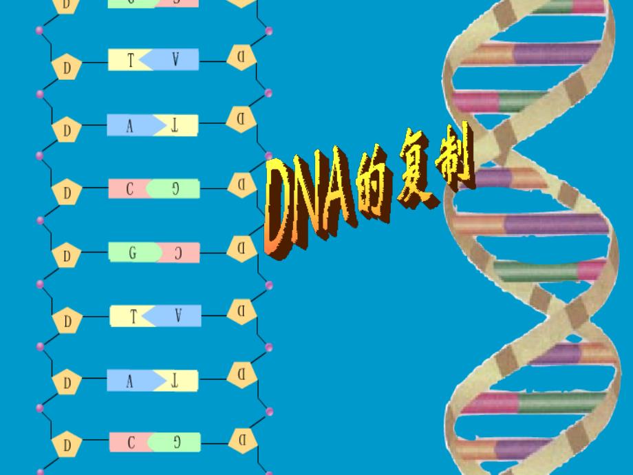 有关dna分子复制的计算_第1页