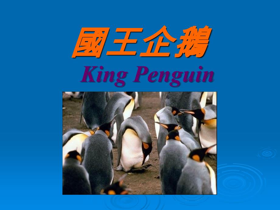 国王企鹅2_第1页