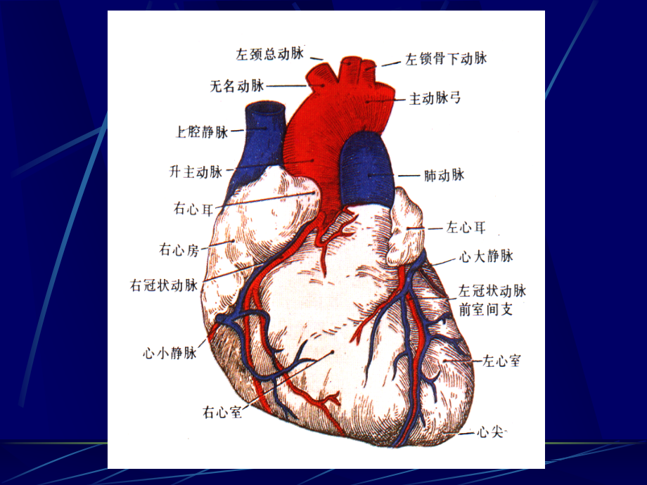 心脏解剖及正常超声心动图_第3页