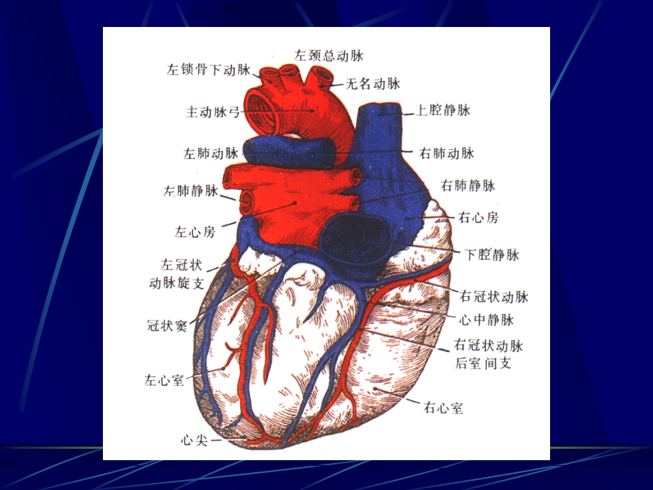心脏解剖及正常超声心动图_第4页