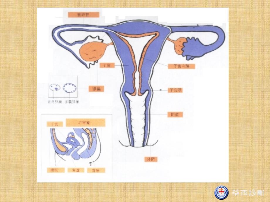 女性生殖器三合诊检查_第4页