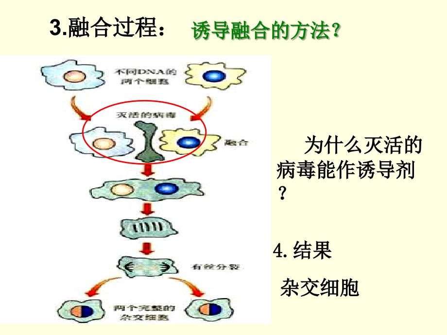 动物细胞融合与单克隆抗体(讲课)_第4页