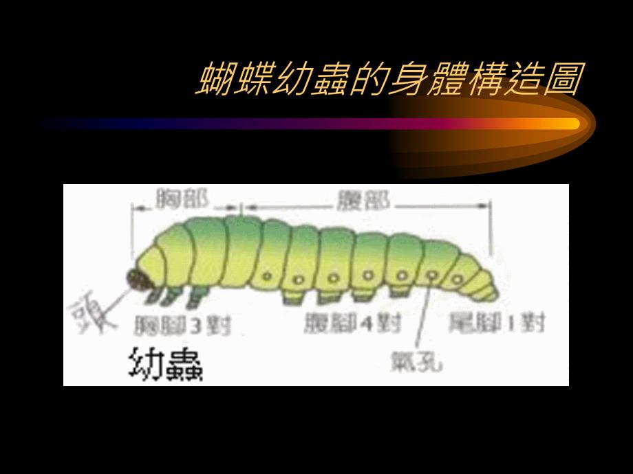 认识蝴蝶身体结构_第3页