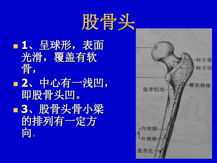 编辑股骨头缺血坏死影像学诊断ppt_第4页