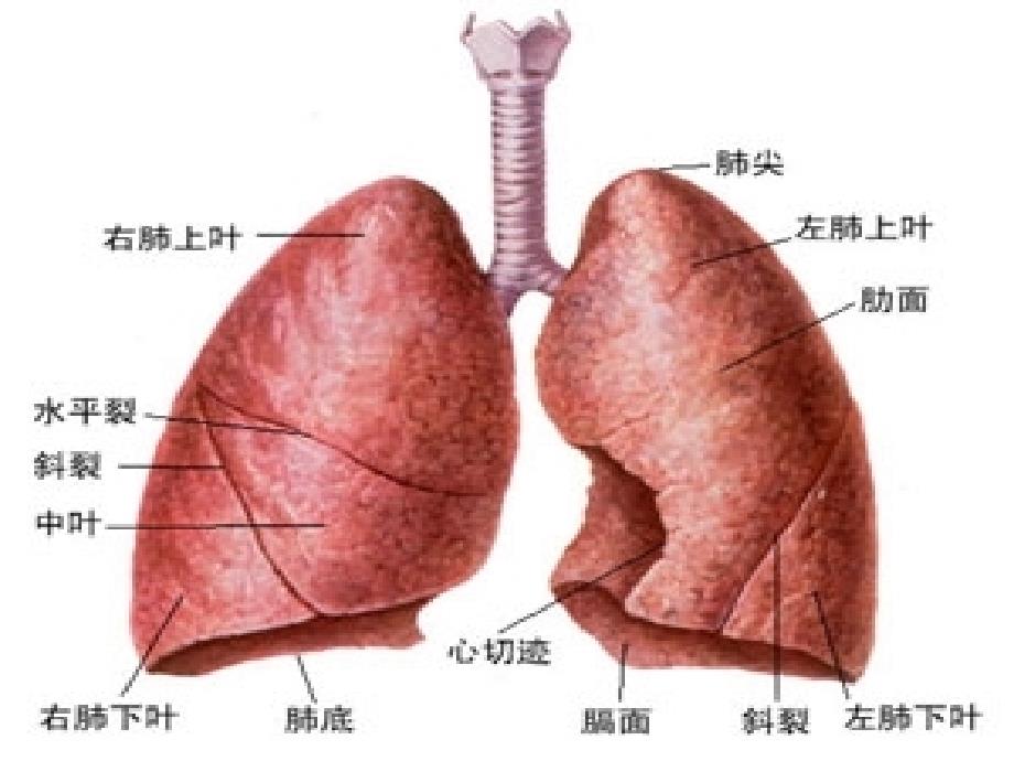 人体的呼吸运动_第3页