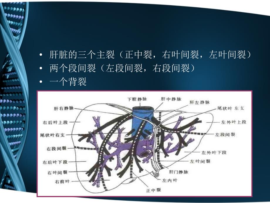 CT 肝脏分段及读片基础.ppt_第4页