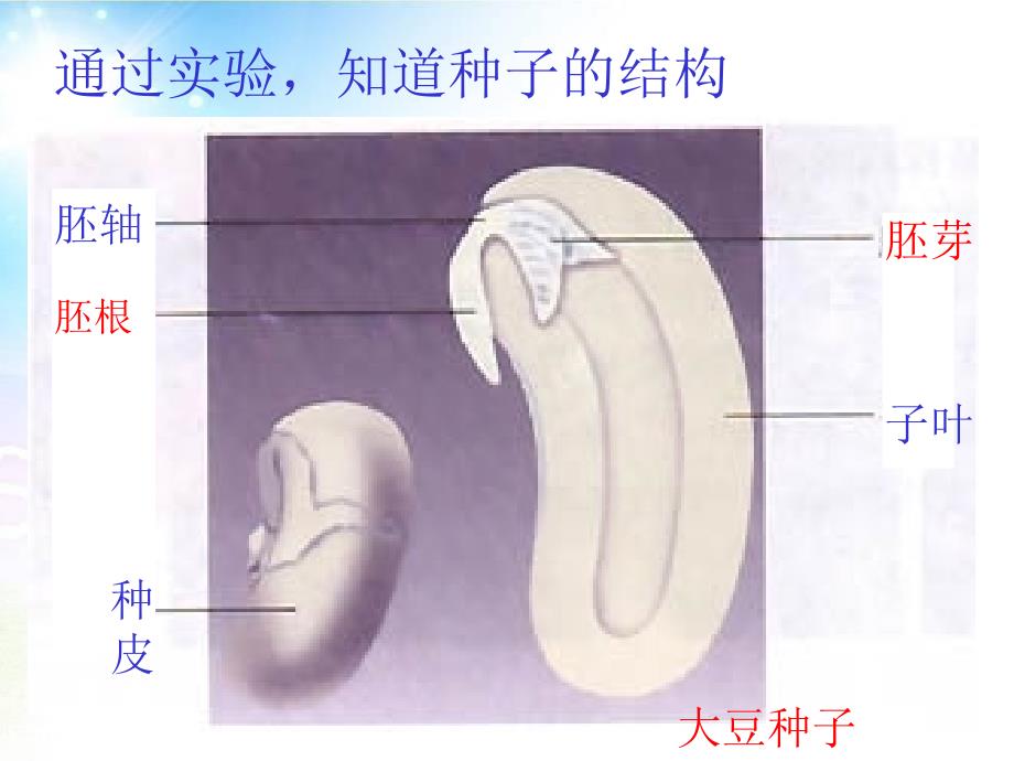 教学课件初中七上3.1.2种子植物3_第4页