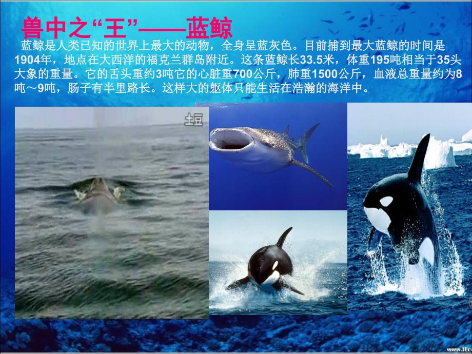 海洋生物的分类_第4页