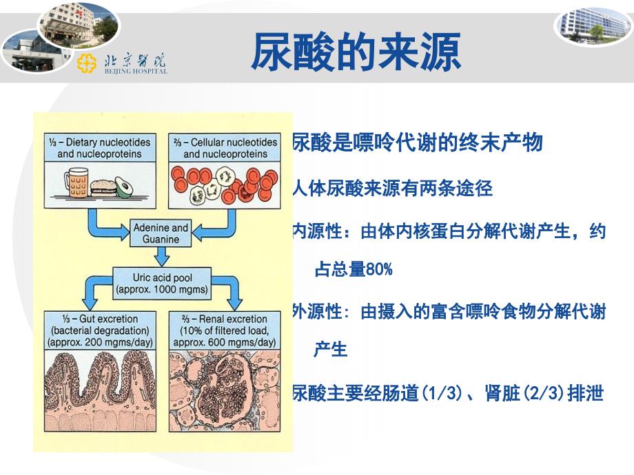 科素亚与高尿酸-11-18号最终版幻灯片_第4页