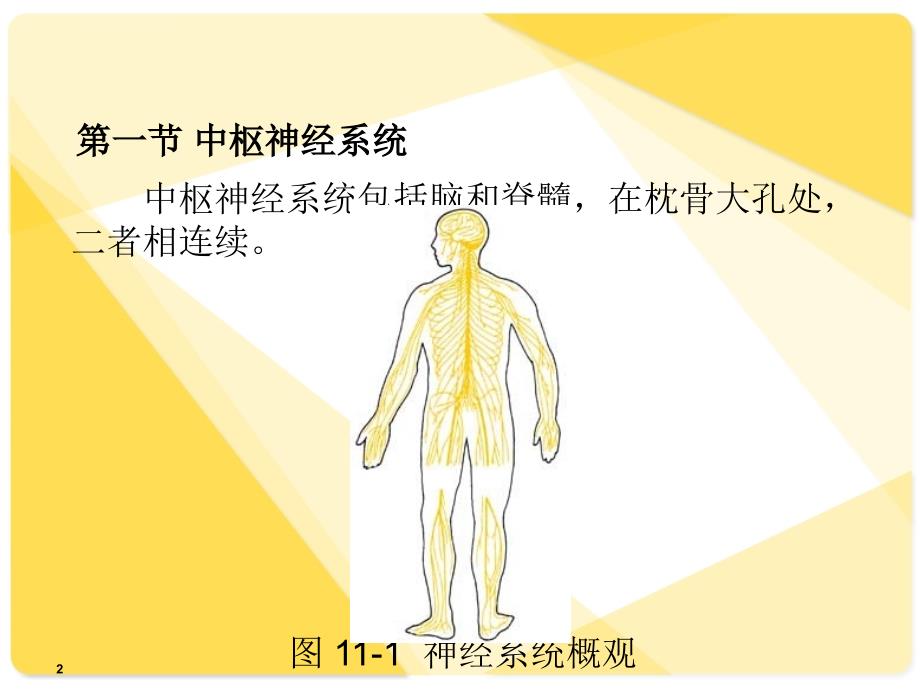 解剖学基础幻灯片第11章-神经系统汇总_第2页