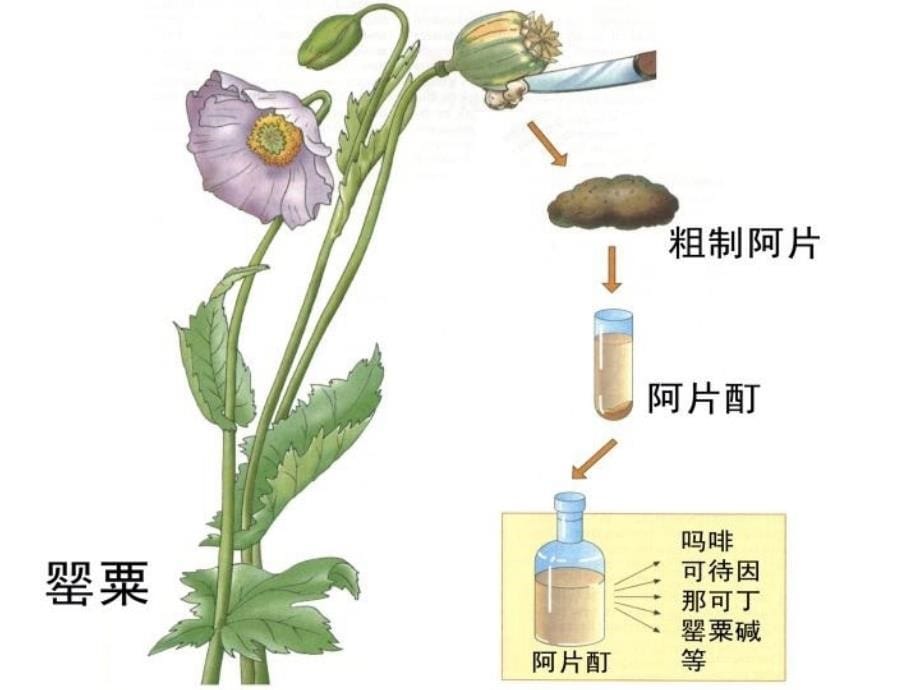 2013执业兽医资格考试药理学-绪言资料课件_第5页