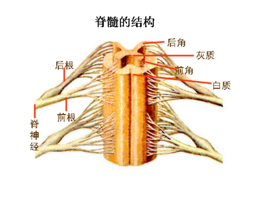 生物幻灯片反射第二课_第4页