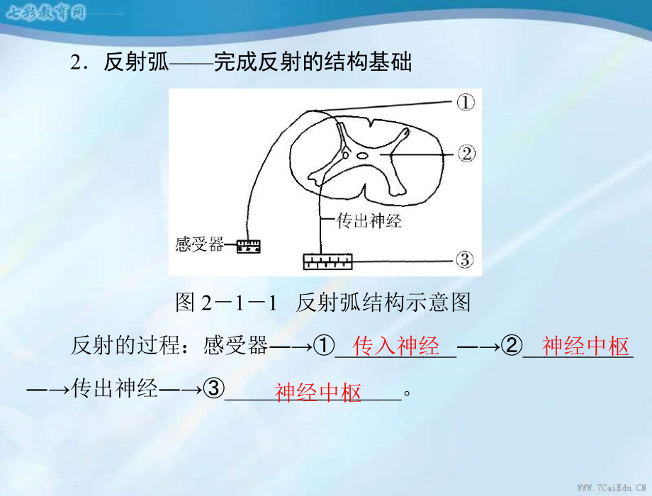 生物必修ⅲ人教新课标21通过神经系统的调节幻灯片_第4页